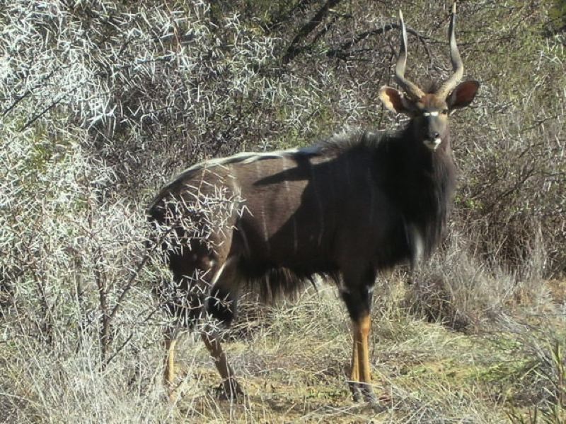 Rietfontein Game Farm Hunting